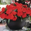 Niecierpek nowogwinejski Magnum Dark Red